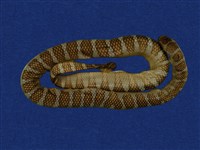 藏品(闊帶青斑海蛇)的圖片